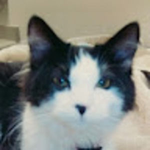 Meet your Posher, Laurie